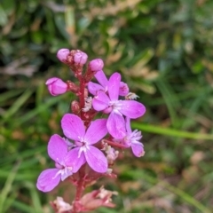 Stylidium armeria subsp. armeria (thrift trigger plant) at Hotham Heights, VIC - 19 Feb 2022 by Darcy