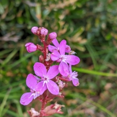 Stylidium armeria subsp. armeria (thrift trigger plant) at Hotham Heights, VIC - 19 Feb 2022 by Darcy