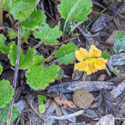 Goodenia hederacea subsp. alpestris at Hotham Heights, VIC - 18 Feb 2022 by Darcy