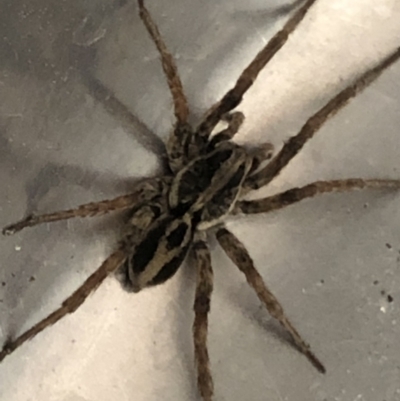 Venatrix speciosa (Wolf spider) at Monash, ACT - 30 Sep 2021 by jackQ