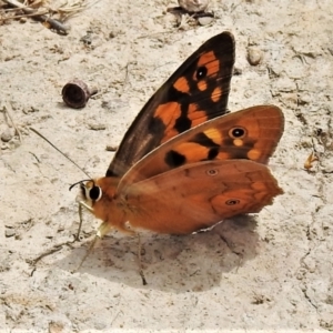 Heteronympha penelope at Casey, ACT - 21 Feb 2022