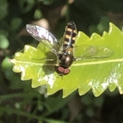 Simosyrphus grandicornis (Common hover fly) at Monash, ACT - 24 Sep 2021 by jackQ