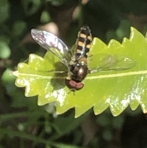 Simosyrphus grandicornis at Monash, ACT - 24 Sep 2021