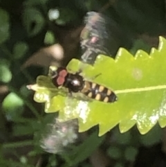 Simosyrphus grandicornis at Monash, ACT - 24 Sep 2021