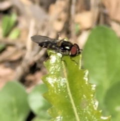 Simosyrphus grandicornis at Monash, ACT - 24 Sep 2021 01:23 PM