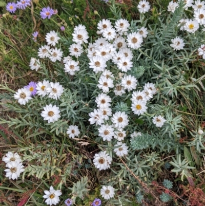 Rhodanthe anthemoides (Chamomile Sunray) at Hotham Heights, VIC - 19 Feb 2022 by Darcy