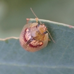 Paropsisterna laesa species complex (Laesa leaf beetle) at Murrumbateman, NSW - 20 Feb 2022 by SimoneC