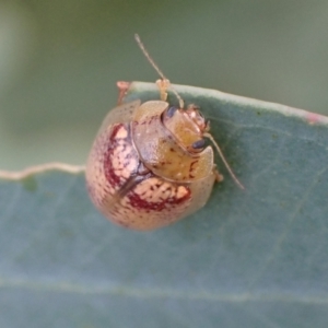 Paropsisterna laesa species complex at Murrumbateman, NSW - 20 Feb 2022