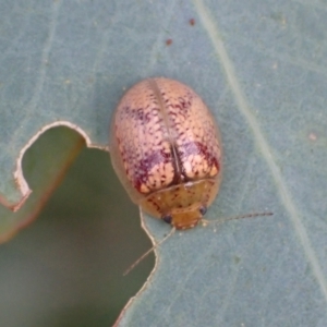 Paropsisterna laesa species complex at Murrumbateman, NSW - 20 Feb 2022