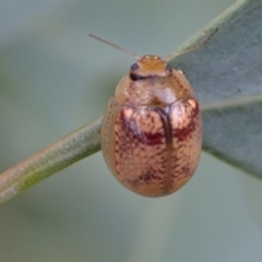 Paropsisterna laesa species complex at Murrumbateman, NSW - 20 Feb 2022