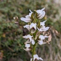 Prasophyllum suttonii at Hotham Heights, VIC - 19 Feb 2022 by Darcy