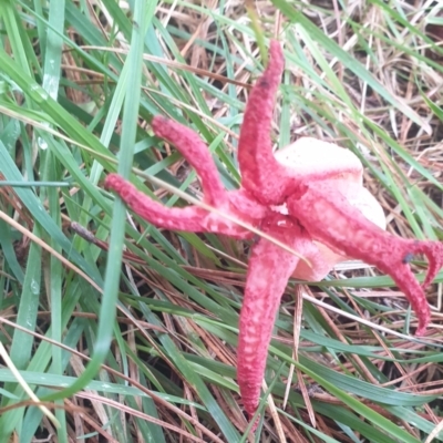 Clathrus archeri (Seastar Stinkhorn) at Porters Retreat, NSW - 21 Feb 2022 by Montysrest