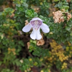 Prostanthera cuneata (Alpine Mint Bush) at Hotham Heights, VIC - 19 Feb 2022 by Darcy
