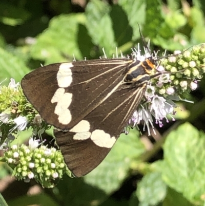 Nyctemera amicus (Senecio Moth, Magpie Moth, Cineraria Moth) at Monash, ACT - 6 Mar 2021 by jackQ