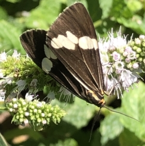 Nyctemera amicus at Monash, ACT - 6 Mar 2021