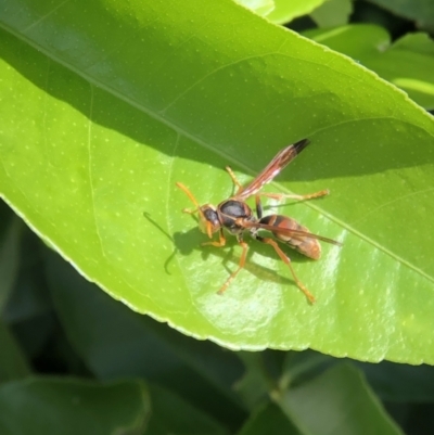 Polistes (Polistella) humilis (Common Paper Wasp) at Monash, ACT - 28 Mar 2021 by jackQ