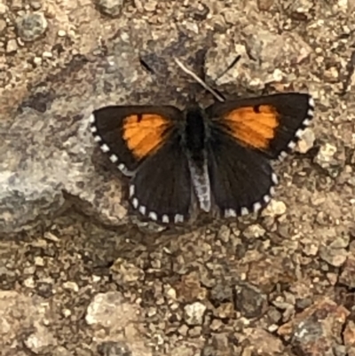 Lucia limbaria (Chequered Copper) at Paddys River, ACT - 2 Jan 2021 by jackQ