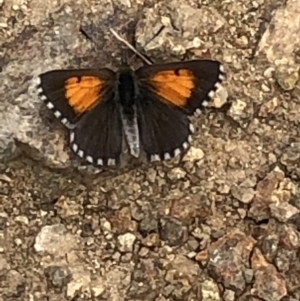 Lucia limbaria at Paddys River, ACT - 2 Jan 2021 11:07 AM