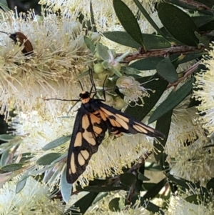 Amata (genus) at Campbell, ACT - 5 Dec 2020