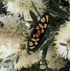 Amata (genus) at Campbell, ACT - 5 Dec 2020 08:21 AM