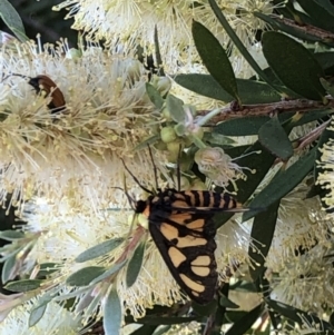 Amata (genus) at Campbell, ACT - 5 Dec 2020 08:21 AM