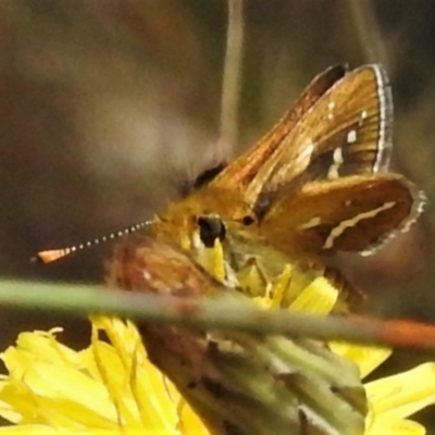 Taractrocera papyria (White-banded Grass-dart) at Casey, ACT - 21 Feb 2022 by JohnBundock