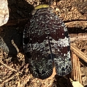 Platybrachys decemmacula at Campbell, ACT - 10 Nov 2020 09:22 AM