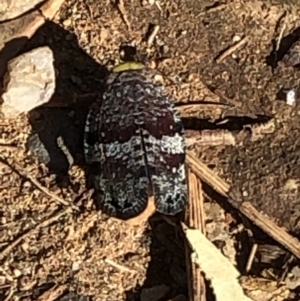 Platybrachys decemmacula at Campbell, ACT - 10 Nov 2020 09:22 AM