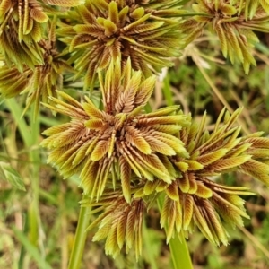 Cyperus eragrostis at Yass River, NSW - 21 Feb 2022