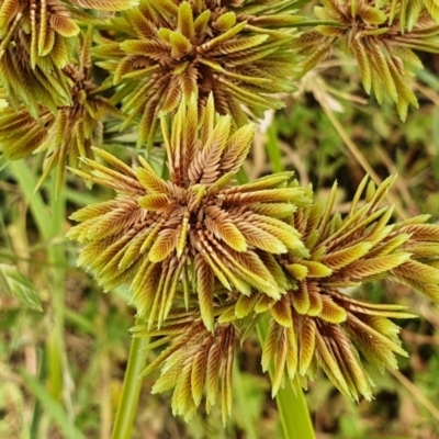 Cyperus eragrostis (Umbrella Sedge) at Rugosa - 20 Feb 2022 by SenexRugosus