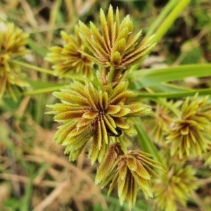 Cyperus eragrostis at Yass River, NSW - 21 Feb 2022