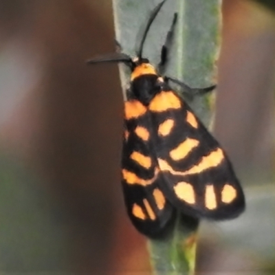 Asura lydia (Lydia Lichen Moth) at Casey, ACT - 21 Feb 2022 by JohnBundock