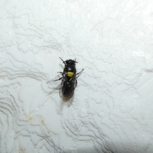 Hylaeus (Hylaeorhiza) nubilosus at McKellar, ACT - 15 Feb 2022