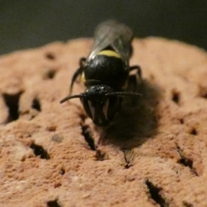 Hylaeus (Hylaeorhiza) nubilosus at McKellar, ACT - 15 Feb 2022