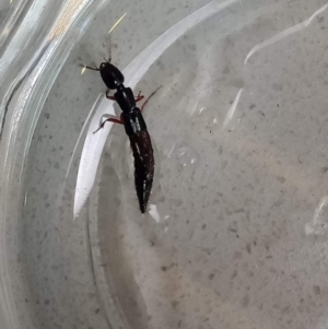 Staphylinidae (family) at Holder, ACT - 15 Feb 2022