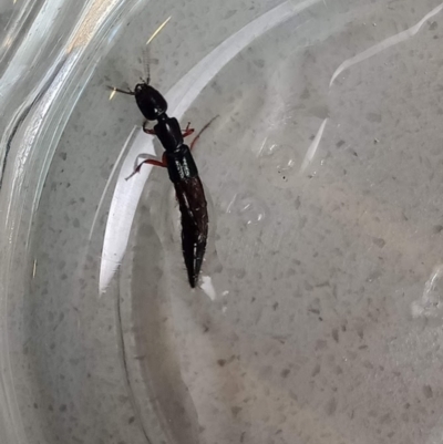 Staphylinidae (family) (Rove beetle) at Holder, ACT - 15 Feb 2022 by Miranda