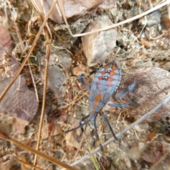 Amorbus sp. (genus) (Eucalyptus Tip bug) at Flea Bog Flat to Emu Creek Corridor - 21 Feb 2022 by JohnGiacon