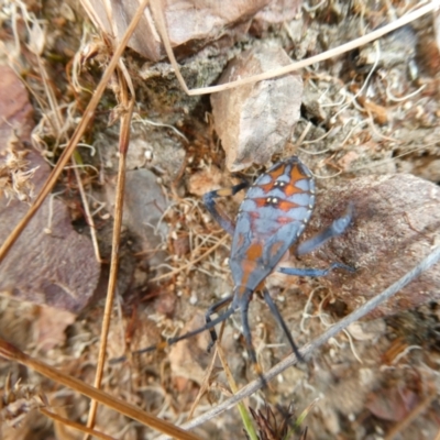 Amorbus sp. (genus) (Eucalyptus Tip bug) at Flea Bog Flat to Emu Creek Corridor - 21 Feb 2022 by JohnGiacon