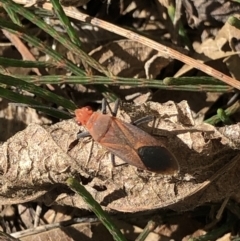 Leptocoris mitellatus (Leptocoris bug) at Monash, ACT - 5 Oct 2020 by jackQ