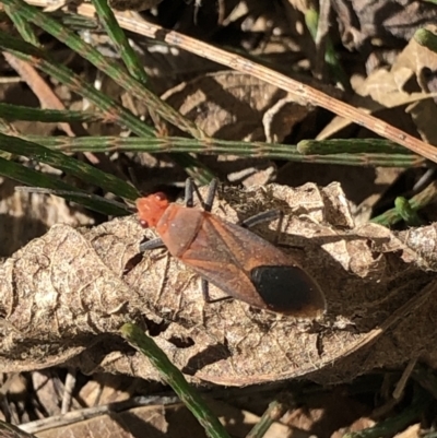 Leptocoris mitellatus (Leptocoris bug) at Monash, ACT - 4 Oct 2020 by jackQ