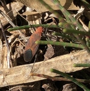 Leptocoris mitellatus at Monash, ACT - 5 Oct 2020