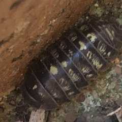 Armadillidium vulgare at Monash, ACT - 12 Sep 2020