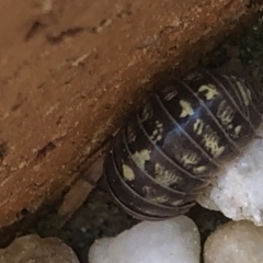 Armadillidium vulgare at Monash, ACT - 12 Sep 2020