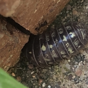 Armadillidium vulgare at Monash, ACT - 12 Sep 2020