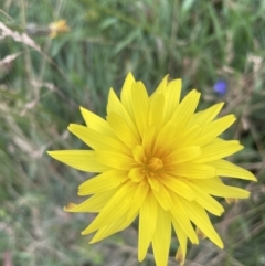 Microseris lanceolata (Yam Daisy) at Cotter River, ACT - 20 Feb 2022 by JVR