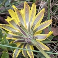 Microseris lanceolata at Cotter River, ACT - 20 Feb 2022