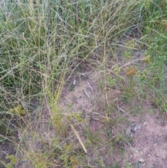 Eragrostis parviflora (Weeping Love Grass) at Kambah, ACT - 21 Feb 2022 by michaelb