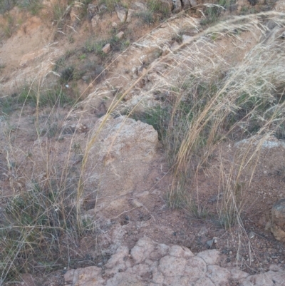 Austrostipa bigeniculata (Kneed Speargrass) at Kambah, ACT - 21 Feb 2022 by michaelb