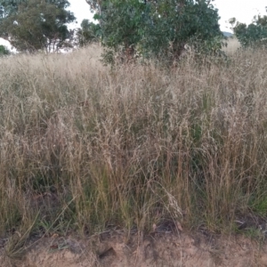 Austrostipa bigeniculata at Kambah, ACT - 21 Feb 2022 07:44 PM