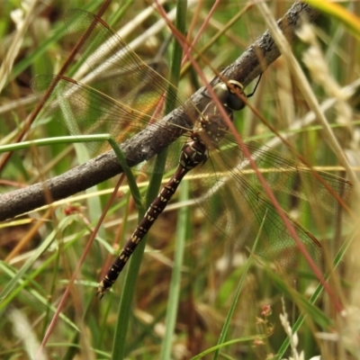 Adversaeschna brevistyla (Blue-spotted Hawker) at Casey, ACT - 21 Feb 2022 by JohnBundock